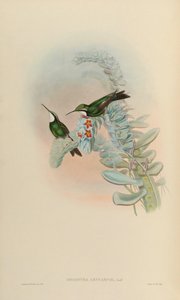 Oreopyra leucaspis = Lampornis castaneoventris de John Gould